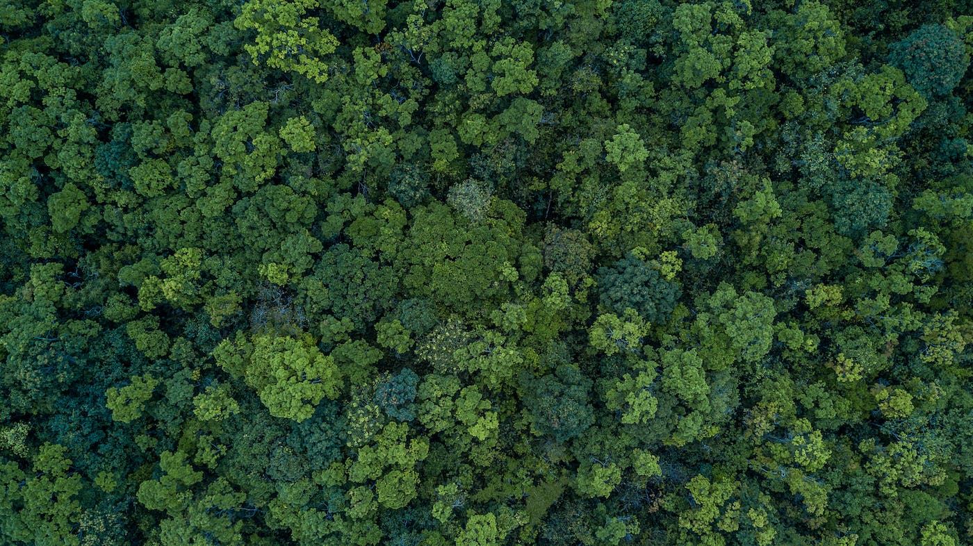 Ariel view of forest